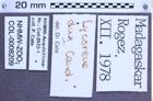 Etiketten zu Lycoreus dux (Candèze, 1857) (NHMW-ZOO-COL-0008209)